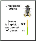 unhygenic drone